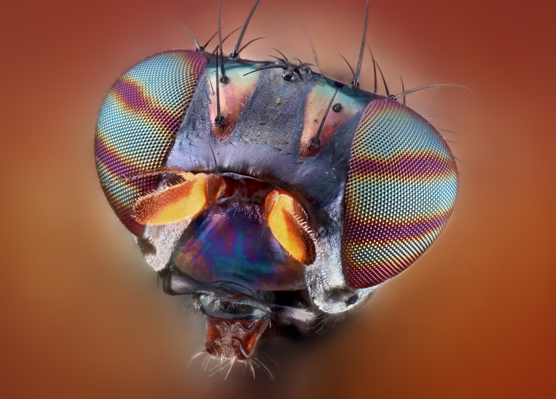 Illustration for article titled Some of the Most Gorgeous Macrophotography We've Seen in Ages